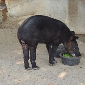 Mountain Tapir