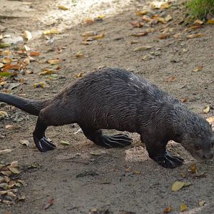 Giant Otter