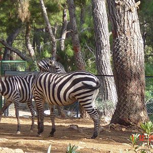 Antalya Zoo