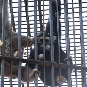 Monkey in Tbilisi Zoo