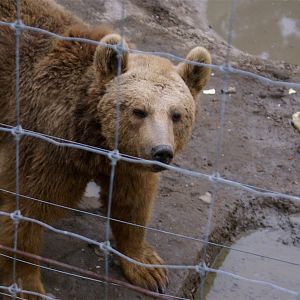 Brown Bear in Tbilisi Zoo