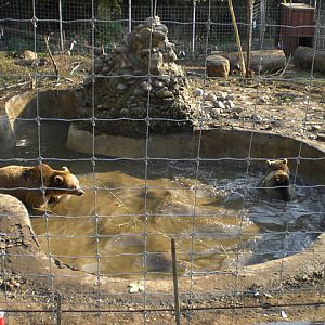 Brown Bear in Tbilisi Zoo