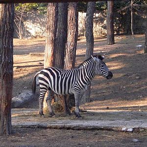 Tbilisi Zoo