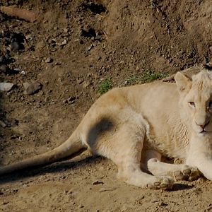 White Lion in Tbilisi Zoo