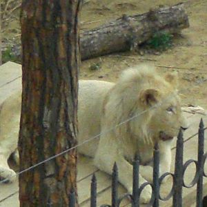 White Lion in Tbilisi Zoo