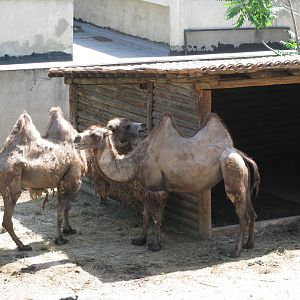 Tbilisi Zoo