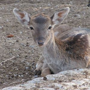 European fallow deer