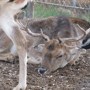 European fallow deer2