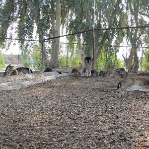 European fallow deer Group