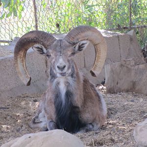 wild sheep