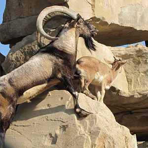 persian bezoar ibex(female and male)
