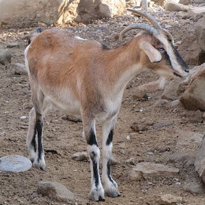 persian bezoar ibex(female)1