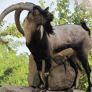 persian bezoar ibex(male)1