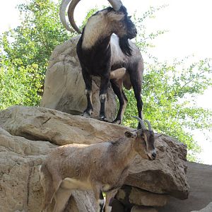 persian bezoar ibex(female and male)2