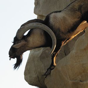 persian bezoar ibex(male)4