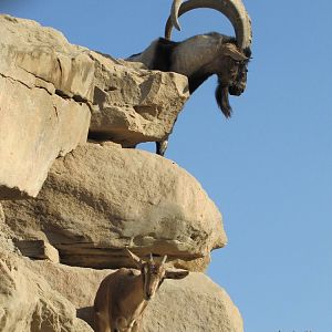 persian bezoar ibex(female and male)5