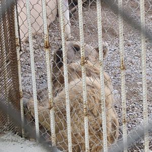 syrian brown bear