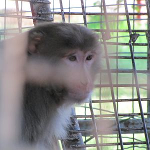 Rhesus macaque(Macaca mulatta)