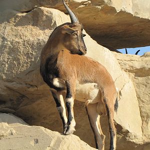 persian bezoar ibex(young male)