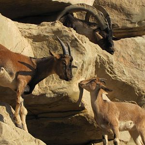 persian bezoar ibex(female and young male)
