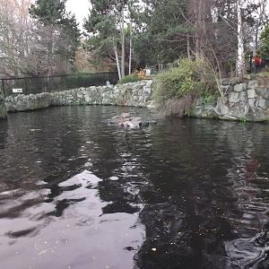 Patagonian sealion exhibit at Edinburgh Zoo 28/12/11
