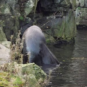 Patagonian sealion at Edinburgh Zoo 28/12/11