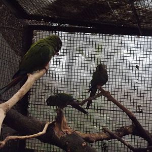 Illiger's macaws at Edinburgh Zoo 28/12/11