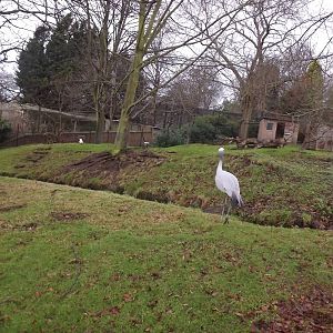 Stanley's crane exhibit at Edinburgh Zoo 28/12/11