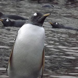 Gentoo penguins at Edinburgh Zoo 28/12/11