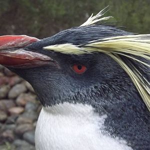Northern rockhopper penguin at Edinburgh Zoo 28/12/11