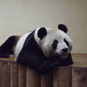 Giant panda at Edinburgh Zoo 28/12/11