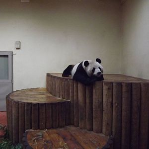 Indoor panda area at Edinburgh Zoo 28/12/11
