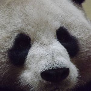 Giant panda at Edinburgh Zoo 28/12/11