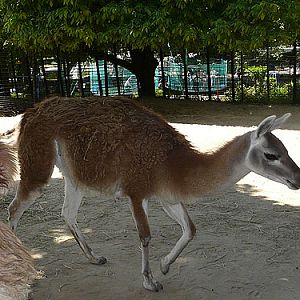 Guanaco in Kishnev Zoo