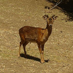 Young Fallow Deer in Kishinev Zoo