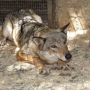 Grey wolf in Kishinev Zoo