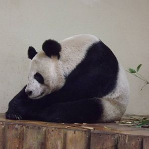 Giant panda at Edinburgh Zoo 28/12/11