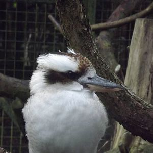 Laughing kookaburra at Edinburgh Zoo 28/12/11
