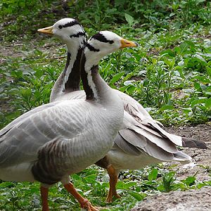 Bar-headed goose in Kishinev Zoo