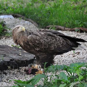 White-tailed sea eagle in Kishinev Zoo