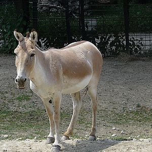 Turkmenian Wild Ass in Kishinev Zoo