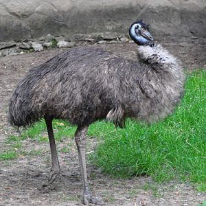 Emu in Kishinev Zoo