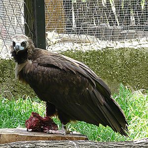 Cinereous vulture in Kishinev Zoo