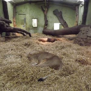 Asian lion indoor enclosure at Edinburgh Zoo 28/12/11