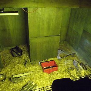 Giant anteater indoor enclosure at Edinburgh Zoo 28/12/11