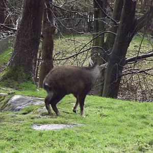 Chinese goral at Edinburgh Zoo 28/12/11