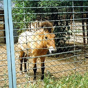 Przewalski's Wild Horse in Kishinev Zoo