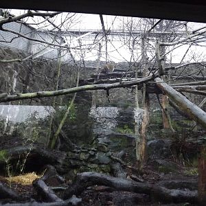 Amur leopard enclosure at Edinburgh Zoo 28/12/11