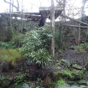 Sumatran tiger enclosure at Edinburgh Zoo 28/12/11