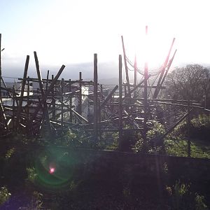 Budongo trail at Edinburgh Zoo 28/12/11